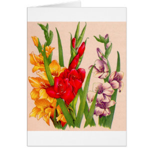 gladiola flowers gladioli flowers