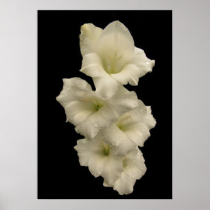 Gladiolas Poster
