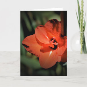 Gladioli, card
