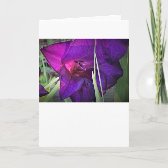 Gladioli, card (Front)