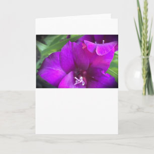 Gladioli, card