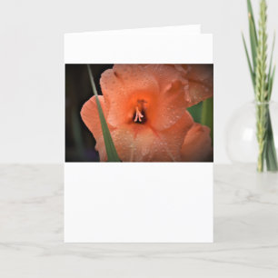 Gladioli, card