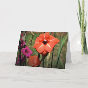 Gladioli, card