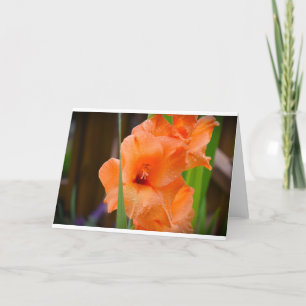 Gladioli, card