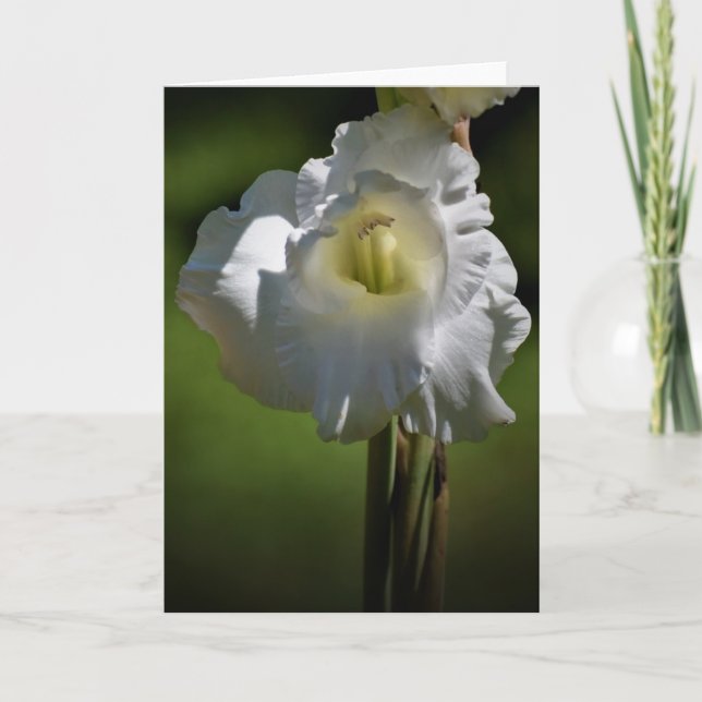 Gladioli, card (Front)