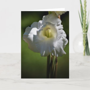 Gladioli, card
