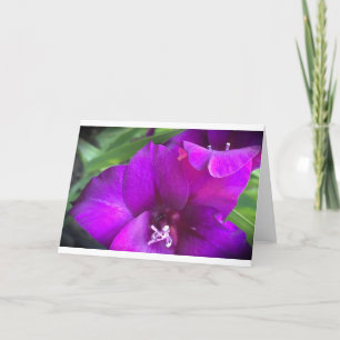 Gladioli, card