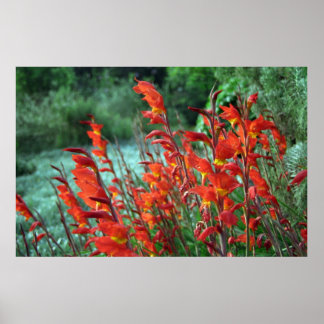 Gladioli Flowers Photo Poster