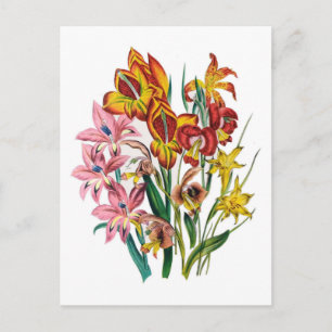 Gladioli Postcard
