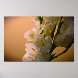 Gladioli, poster