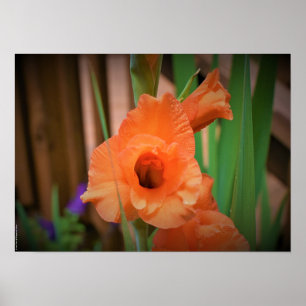 Gladioli, poster