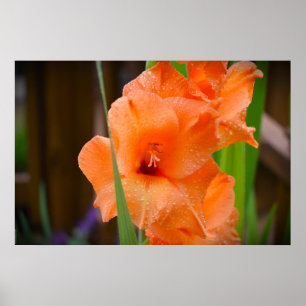 Gladioli, Poster