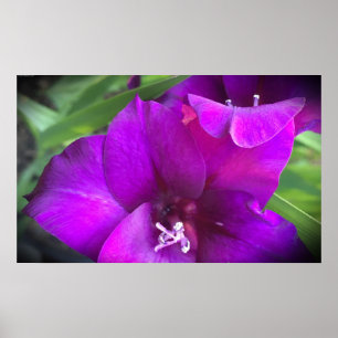 Gladioli,  poster