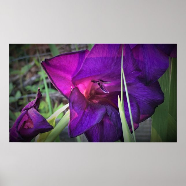 Gladioli,  poster (Front)