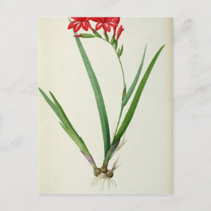 Gladiolus Cardinalis, from `Les Liliacees', 1805 Postcard