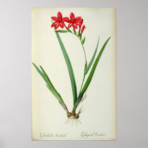 Gladiolus Cardinalis, from `Les Liliacees', 1805 Poster