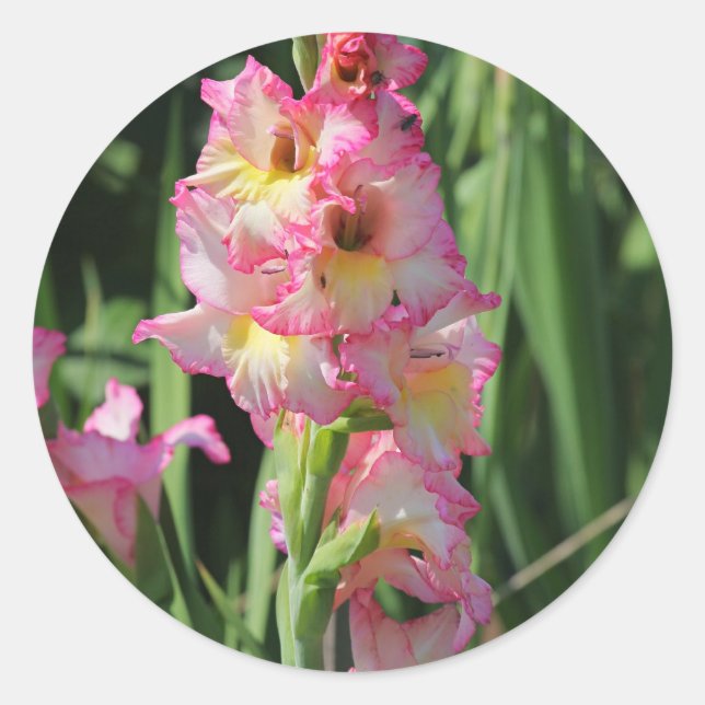 Gladiolus Classic Round Sticker (Front)