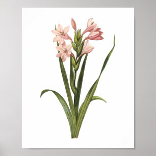 gladiolus(Gladiolus laccatus) by Redouté Poster