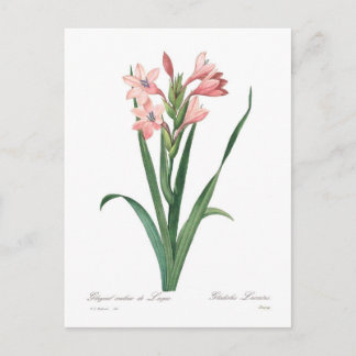 Gladiolus laccatus postcard