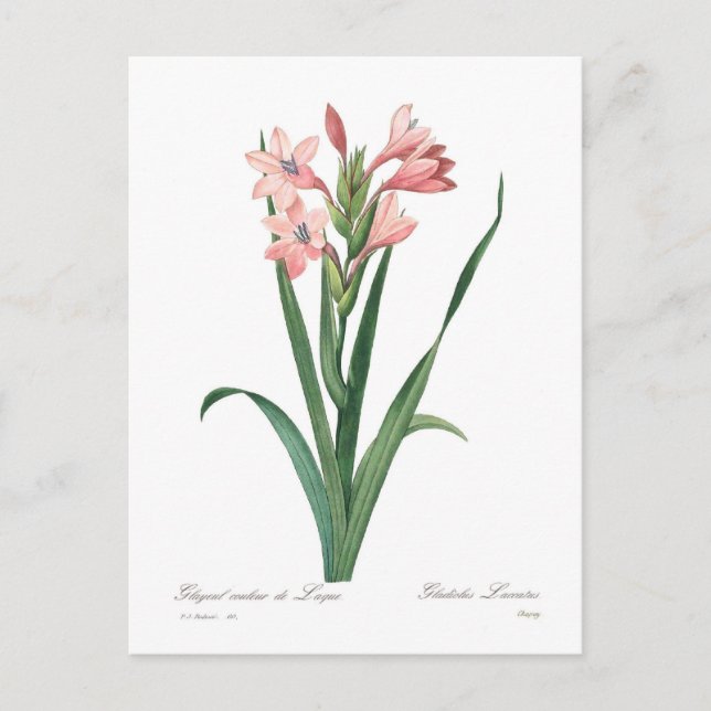 Gladiolus laccatus postcard (Front)