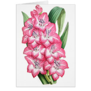 Gladiolus Ulysse