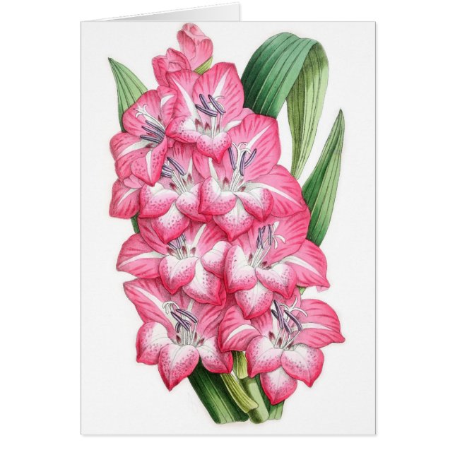 Gladiolus Ulysse (Front)