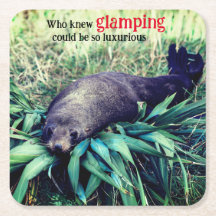 Glamping sea lion