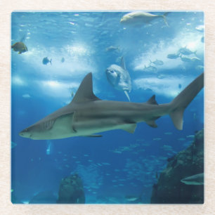 Glass Coaster-Sharks Coaster