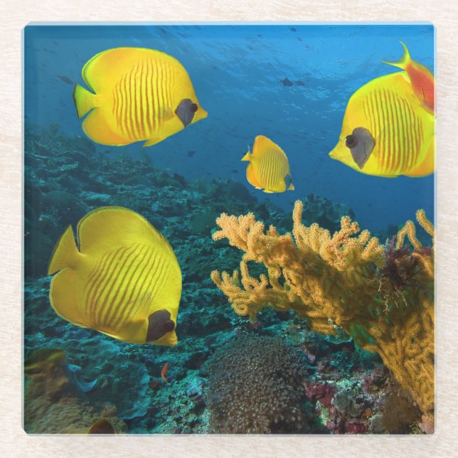 Glass Coaster-Tropical Fish Glass Coaster (Front)