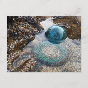 Glass float and anemone postcard
