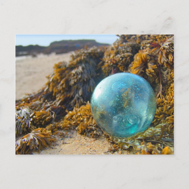 Glass Float on Kelp Postcard (Front)