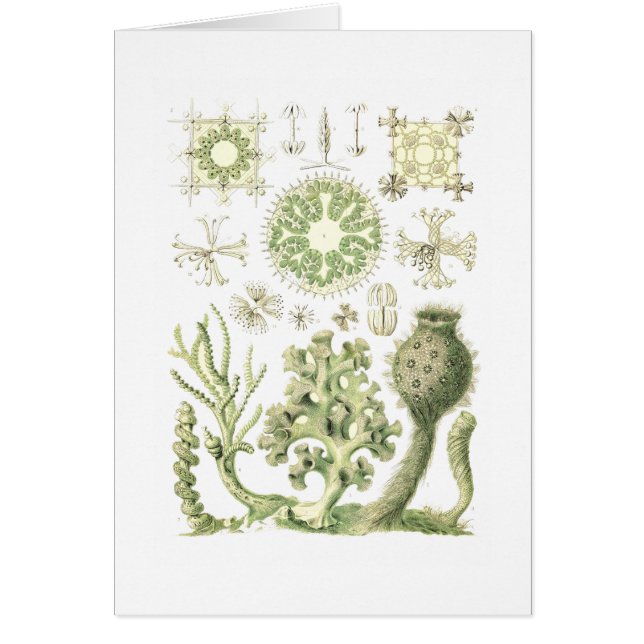 Glass sponges (Front)