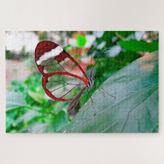 Glass Wing Butterfly. Jigsaw Puzzle (Horizontal)