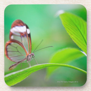 Glass wing butterfly relaxing on fresh green coaster