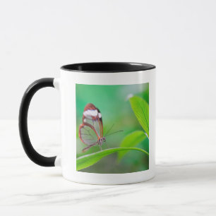 Glass wing butterfly relaxing on fresh green mug