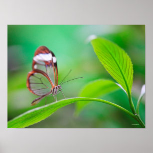 Glass wing butterfly relaxing on fresh green poster