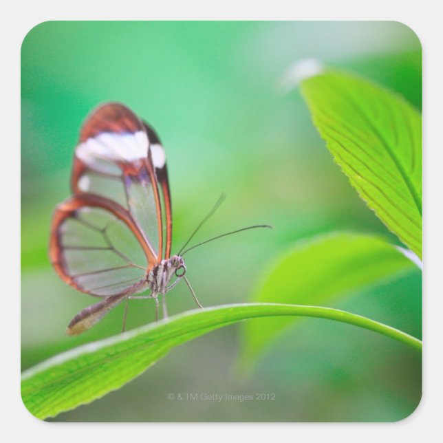 Glass wing butterfly relaxing on fresh green square sticker (Front)