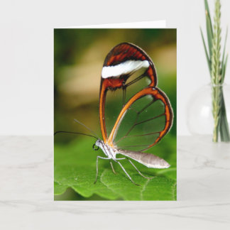 Glass Wing Card