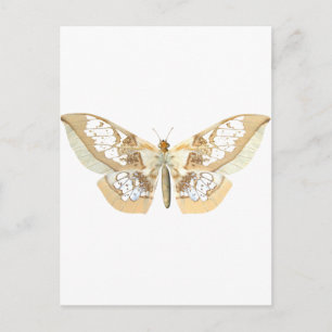 GlassWing Butterfly Postcard