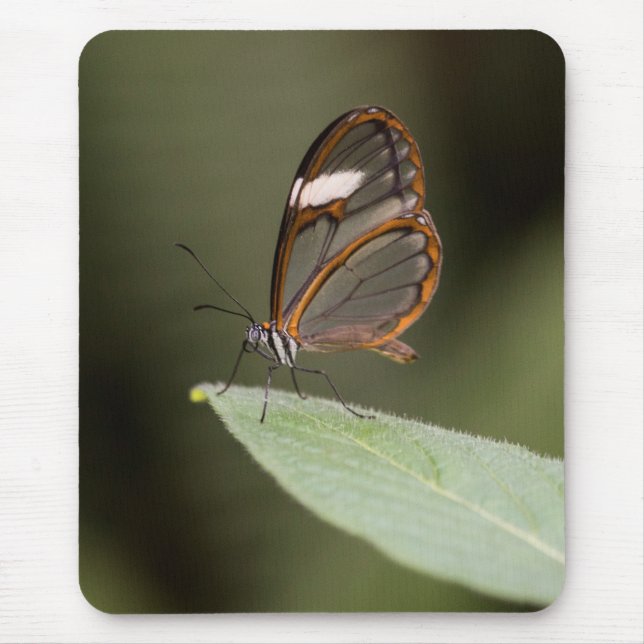 Glasswinged butterfly on a leaf  mouse mat (Front)