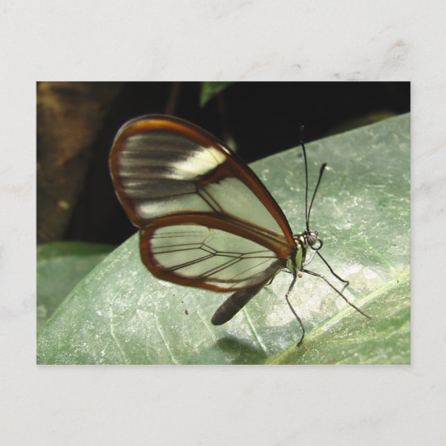Glasswinged Butterfly Postcard (Front)