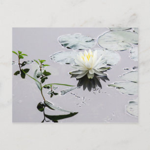 Glassy Water Lily Postcard