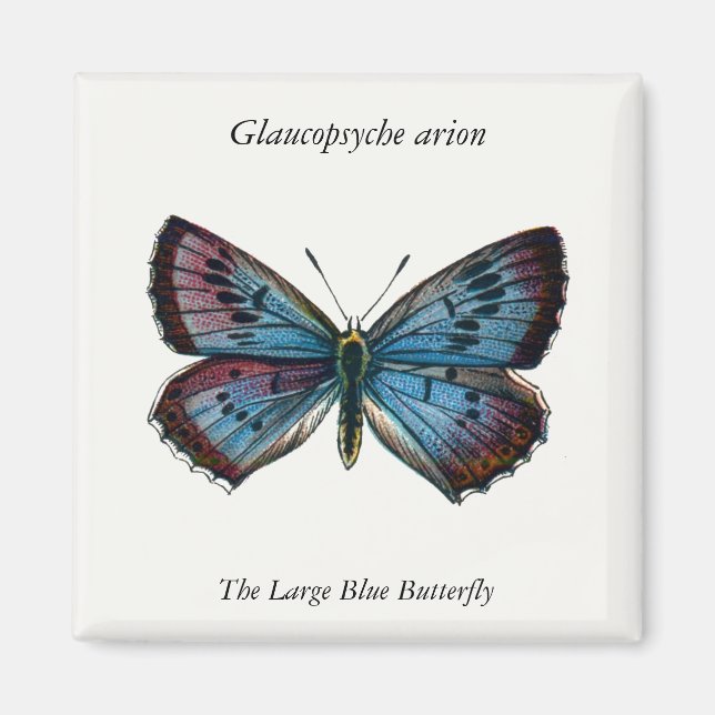 Glaucopsyche arion - The Large Blue Butterfly Magnet (Front)