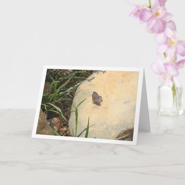 Glaucopsyche melanops, Black-eyed Blue Butterfly  Card (Orchid)