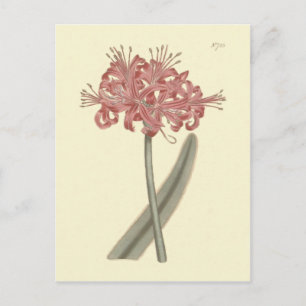 Glaucous Leaved Amaryllis Botanical Illustration Postcard