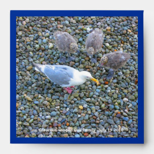 Glaucous-winged Gull family square Envelope