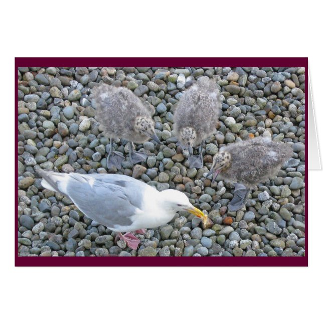 Glaucous-winged Gulls Card (Front Horizontal)