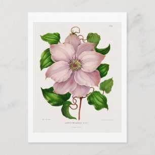 Glematis Hyb. Sieboldia chromolithograph plates Postcard