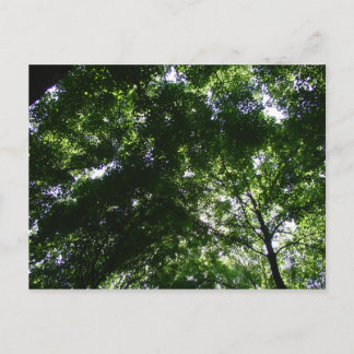 Glen Helen Maple Postcard