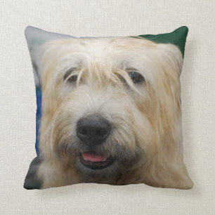 glen-of-imaal-terrier-7.jpg cushion